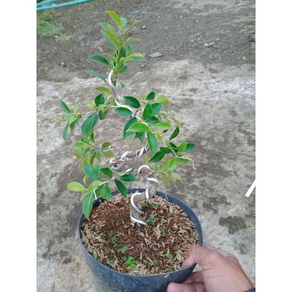 Jual Bonsai Kimeng Gerak Dasar Batang Meliuk Shopee Indonesia