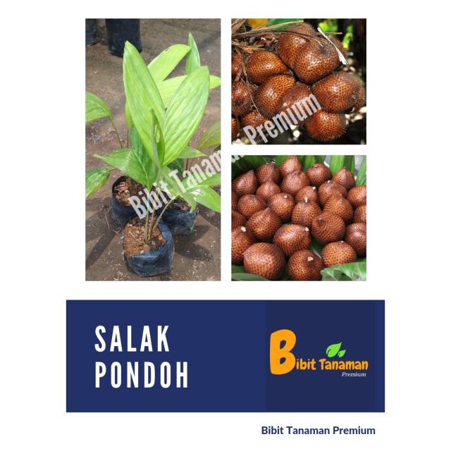 Jual BIBIT SALAK PONDOH SALAK MADU BIBIT TANAMAN PREMIUM Shopee