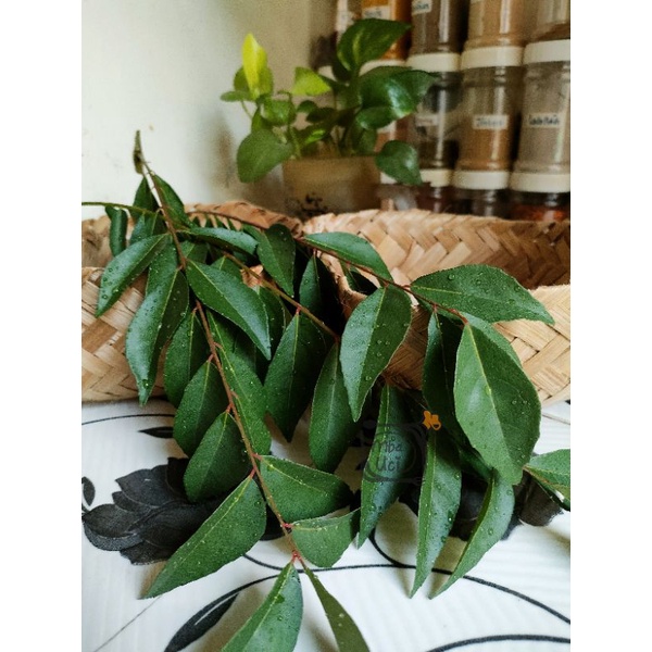 Jual Daun Kari Salam Koja Daun Tumurui Tumuruy Daun Koja Shopee Indonesia