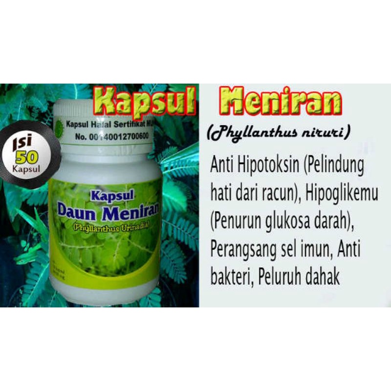 Jual MENIRAN Kapsul Herbal Pelancar Urine Batu Ginjal Empedu Hepatitis