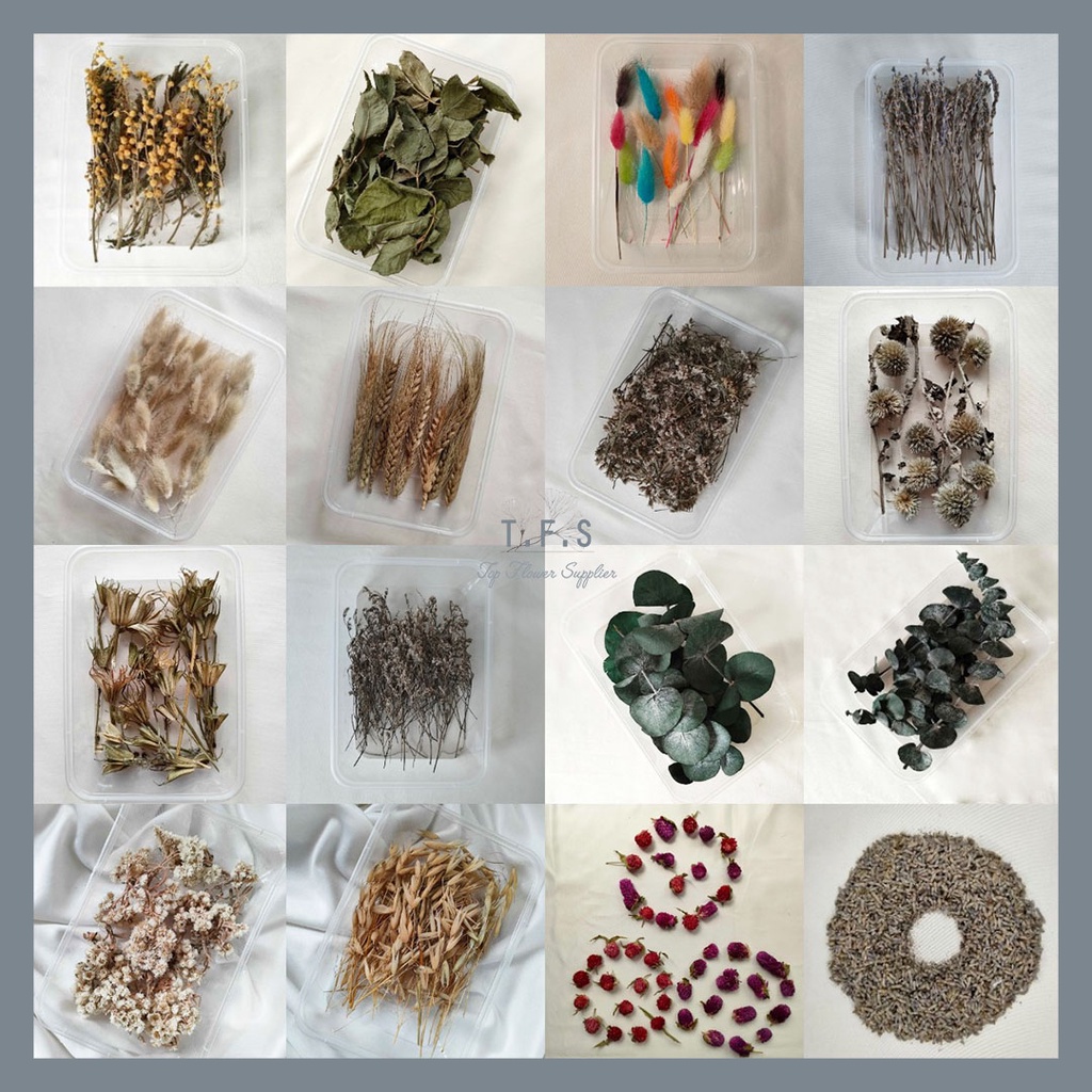 Jual Dried Flower Box Taiwan Acacia Rose Leaf Rainbow Lagurus Mini