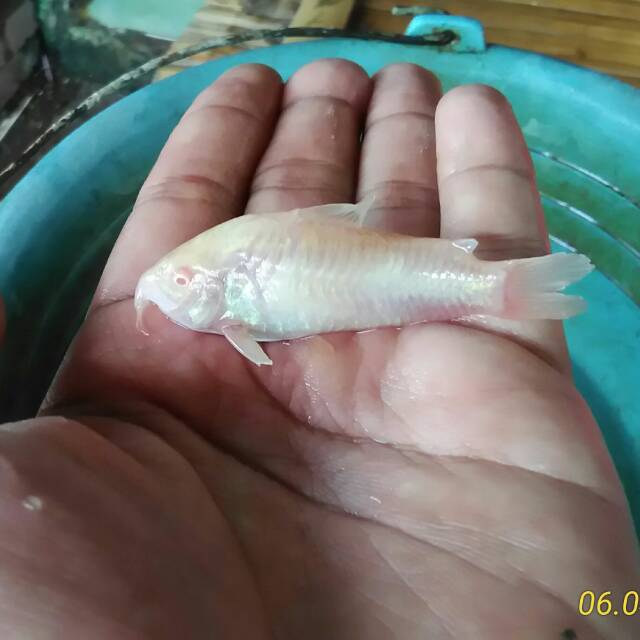 Jual Ikan Hias Corydoras Albino Shopee Indonesia