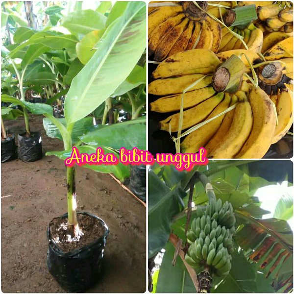 Jual Jual Bibit Pisang Raja Atau Raja Sajen Shopee Indonesia