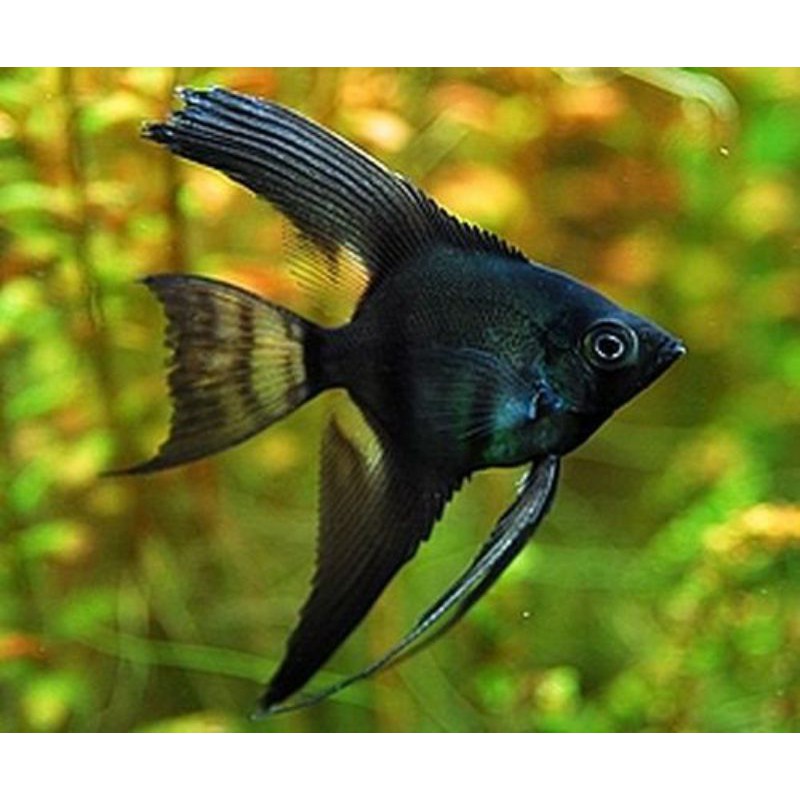 Jual Ikan Manfish Black Shopee Indonesia