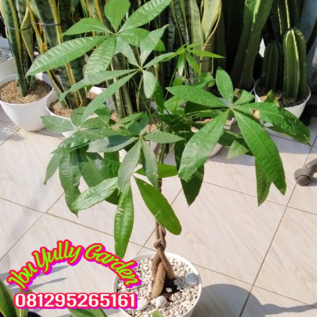 Jual Tanaman Money Tree Pachira Kepang Hoki Feng Shui Lengkap Pot