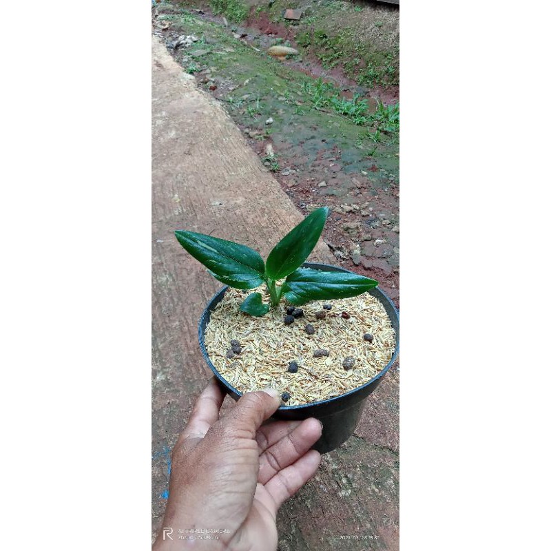 Jual Tanaman Hias Monstera Standleyana Varigata Shopee Indonesia