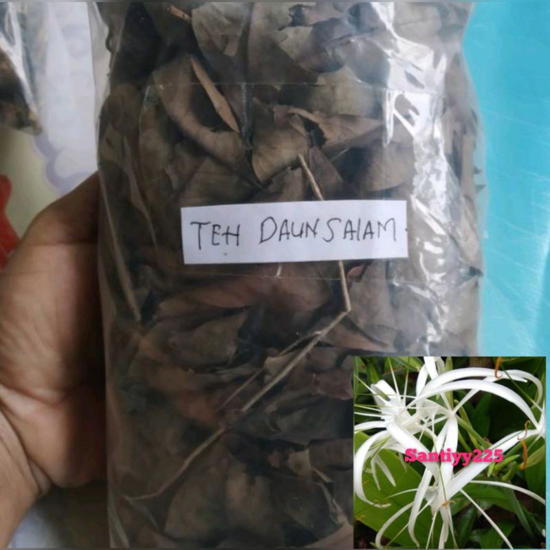 Jual Daun Salam Kering 100 Gram Shopee Indonesia