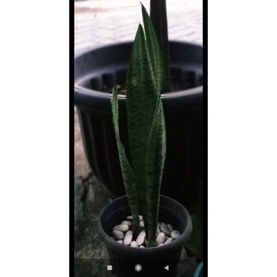 Jual Lidah Mertua Sansevieria Trifasciata Lauretii Shopee Indonesia