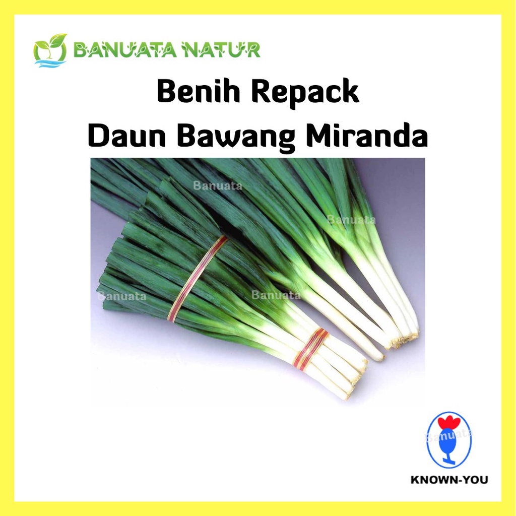 Jual Benih Bibit Daun Bawang Miranda Repack Known You Seed Banuata