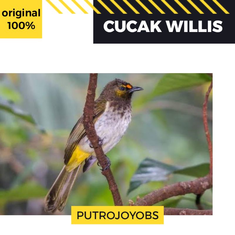 Jual BURUNG CUCAK WILLIS BAHAN PILIHAN Bukan Jenggot Ijo Shopee Indonesia