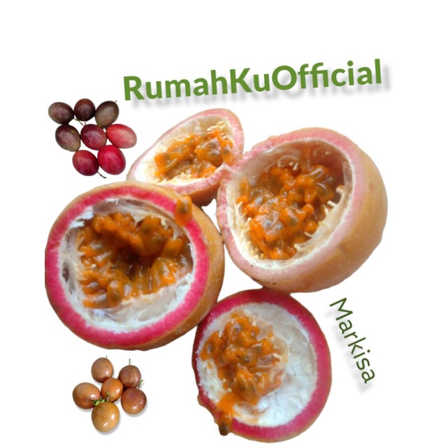 Jual Buah Markisa Asem Manis Segar Kg Shopee Indonesia