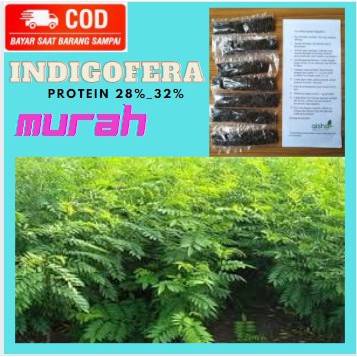 Jual Indigofera Benih Kuwalitas Super Untuk Hijauan Pakan Ternak 10g