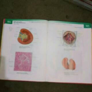 Jual Original Bekas Hardcover Atlas Anatomi Manusia Sobotta Jilid