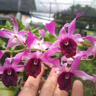 Jual Anggrek Melintir Anggrek Keriting Anggrek Kriting Dendrobium