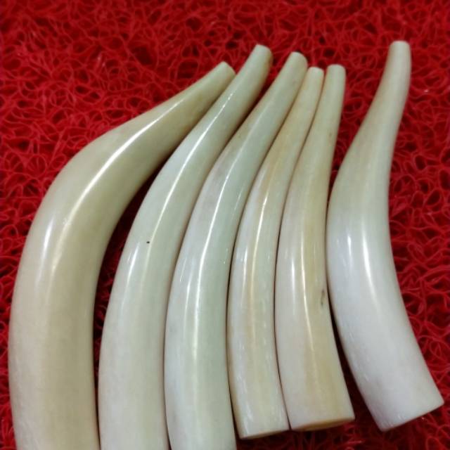 Jual Agen Once Pipa Roko Iga Duyung Keaslian Terjamin Shopee Indonesia