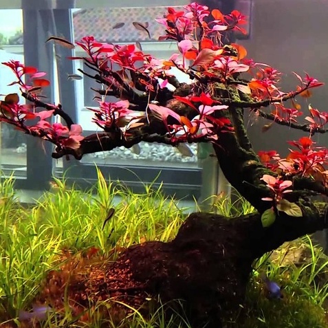 Jual Ludwigia SP RED Tanaman Aquascape Merah Daun Bonsai Shopee Indonesia