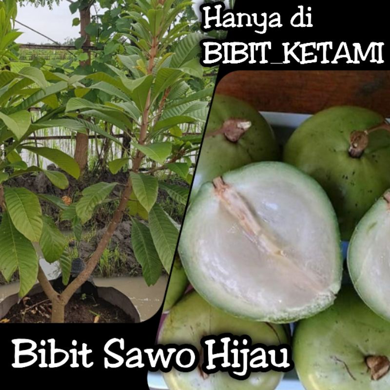 Jual Bibit Sawo Hijau Manis Kategori Standart ORIGINAL Shopee