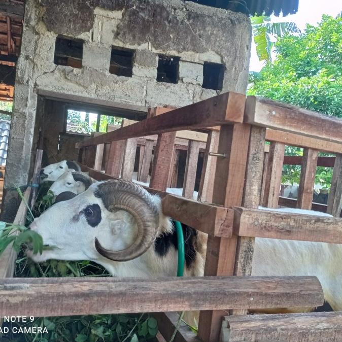 Jual DOMBA KURBAN KAMBING KURBAN DOMBA AKIKAH SYUKURAN KELAS C