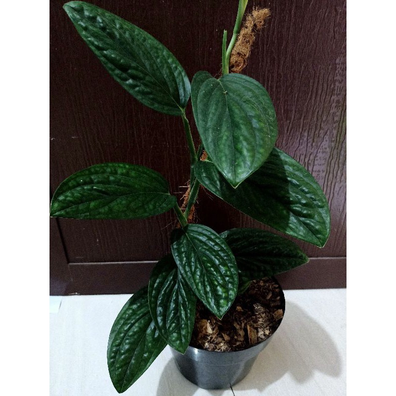 Jual MONSTERA KARSTENIANUM Sirih Badak Shopee Indonesia