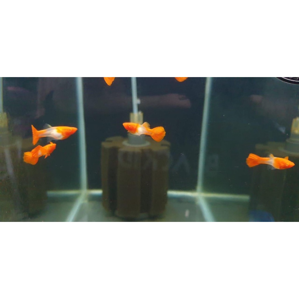 Jual Guppy Albino King Koi Red Ear Shopee Indonesia