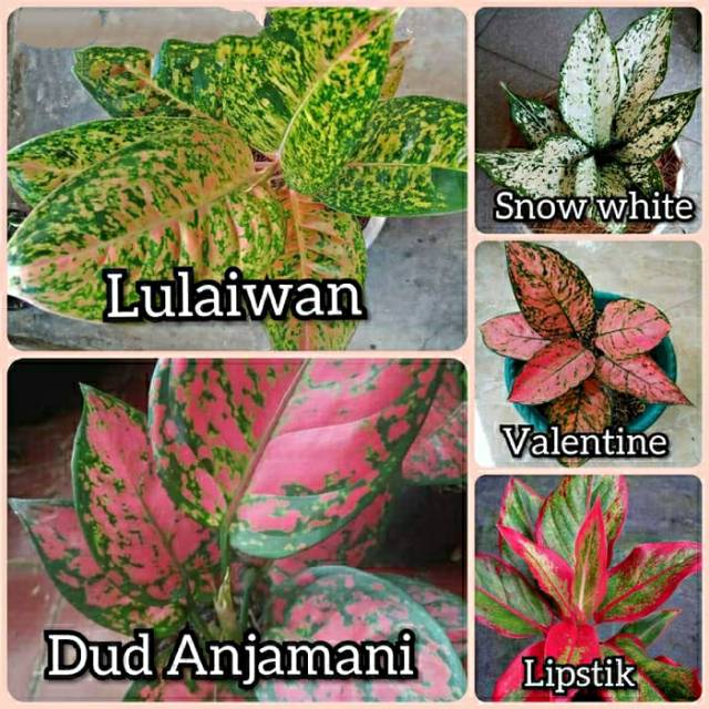 Jual Paket Bunga Aglonema Tanaman Hias Aglaonema Tanaman Hidup