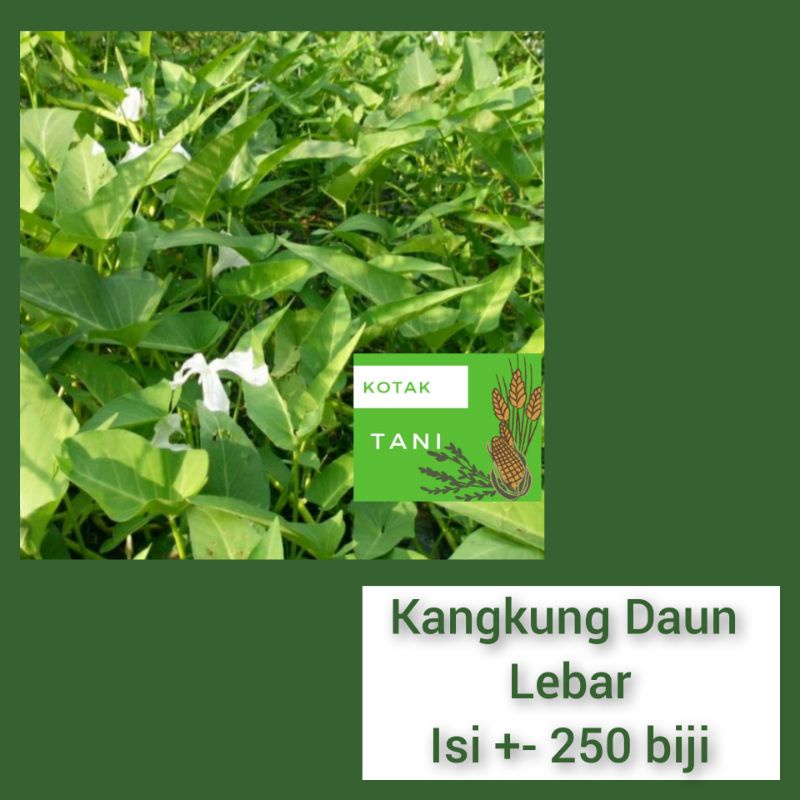 Jual Benih Kangkung Daun Lebar Unggul Varietas Rajawali Kualitas