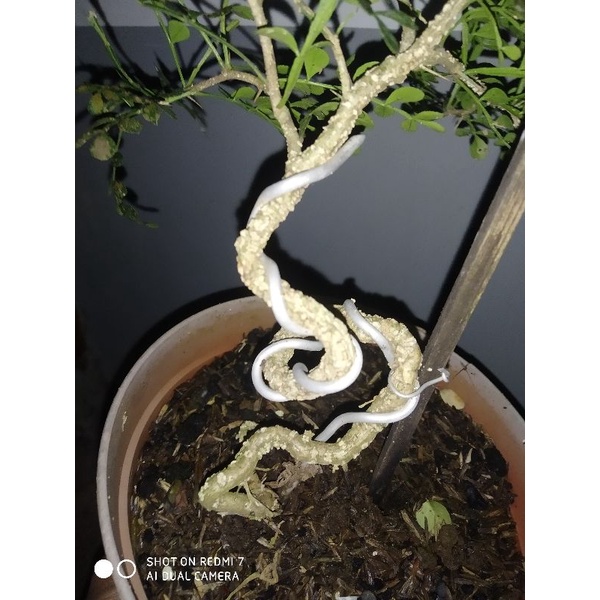 Jual Bonsai Kawista Batu Pengawatan Awal Shopee Indonesia