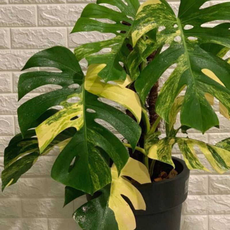 Jual Bonggol Monstera King Variegata Gold Original Indonesia Shopee