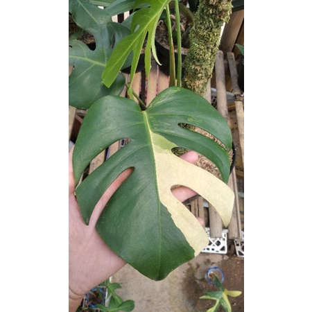 Jual Monstera Marmorata Aurea Variegata Yellow Nego Indonesia Shopee