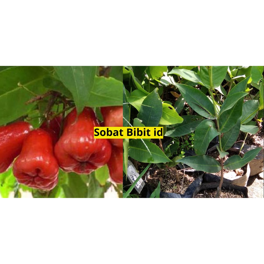 Jual Bibit Jambu Air Cincalo Asli Shopee Indonesia