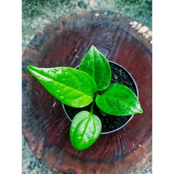 Jual Bibit Jemani Supernova Anthurium Shopee Indonesia