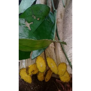 Jual Akar Bajakah Kuning Asli Kalimantan 1kg Tanpa Bonus Shopee