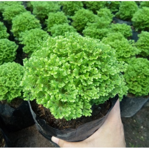 Jual Rumput Papua Tanaman Hias Rumput Ambon Cantik Shopee Indonesia