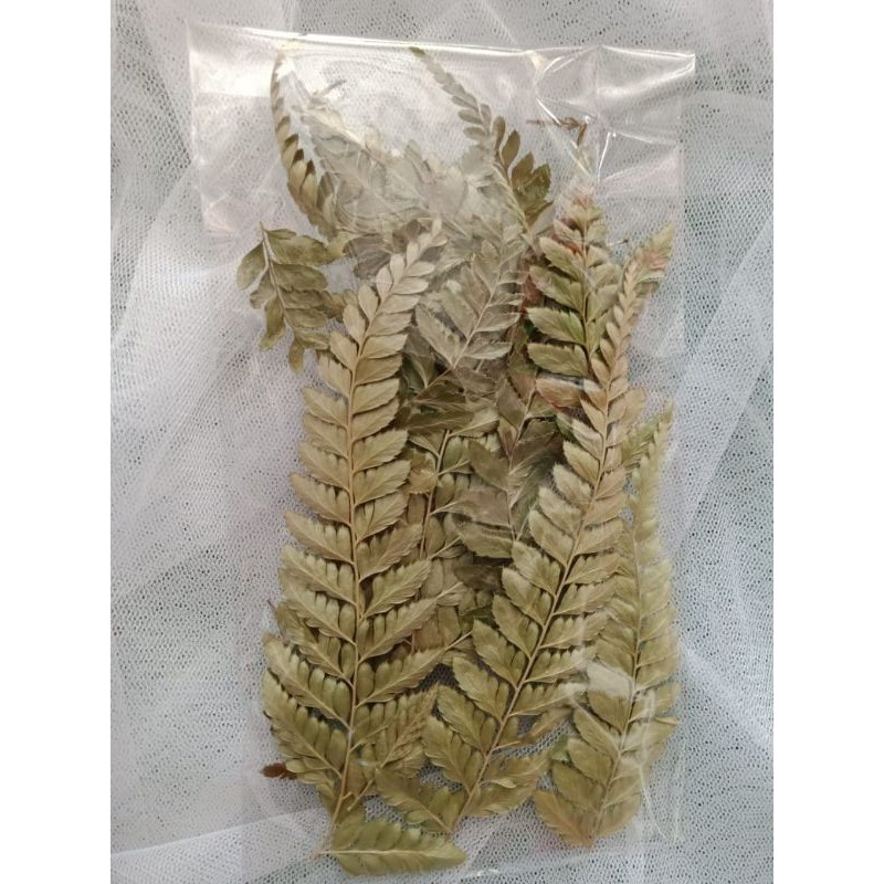 Jual Daun Pakis Kering Natural Shopee Indonesia