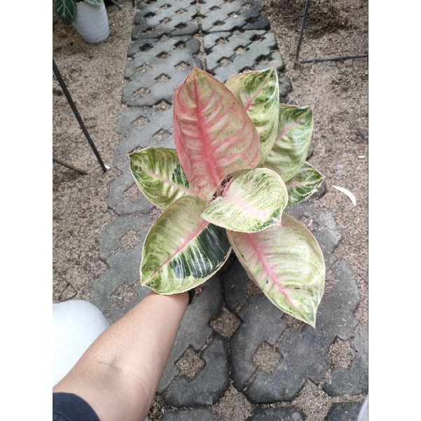 Jual Aglonema Moonlight Jumbo Induk Shopee Indonesia