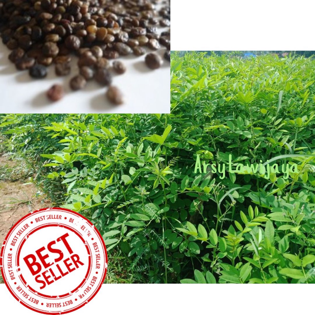 Jual Bibit Indigofera Biji Indigofera Benih Indigofera Pakan Ternak