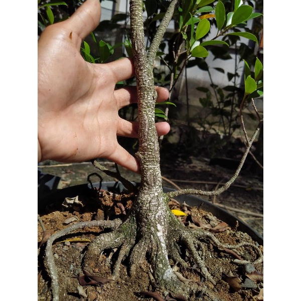 Jual Bahan Bonsai Kimeng Pecah Batang Shopee Indonesia