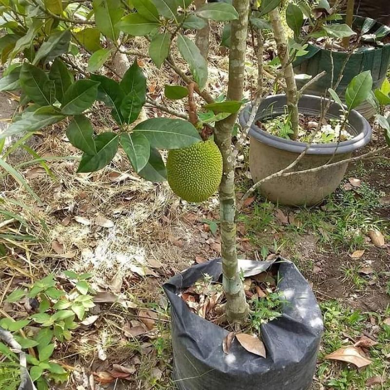 Jual Pohon Nangka Madu Mini Berbuah Shopee Indonesia