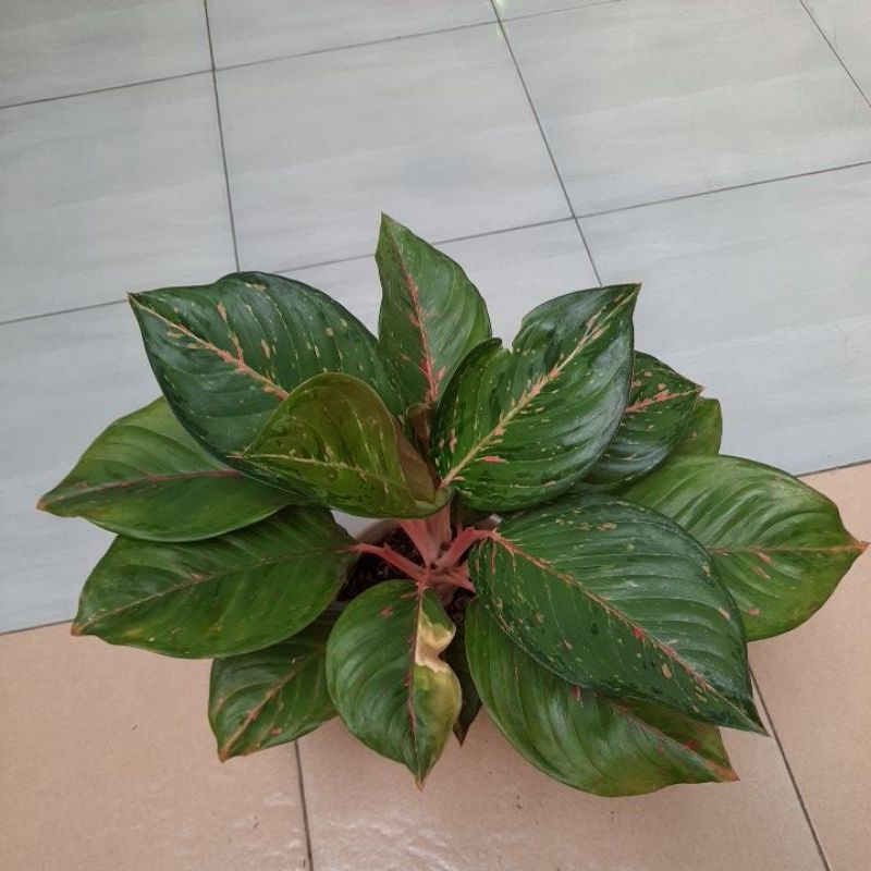 Jual Aglonema Yohana Rare Shopee Indonesia