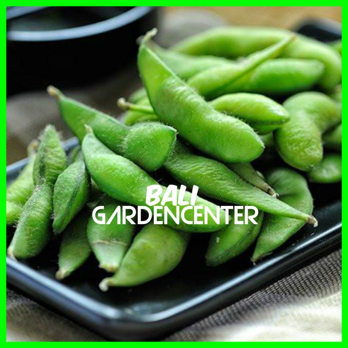 Jual Isi 20 Benih Biji Kacang Kedelai Jepang Edamame Shopee Indonesia