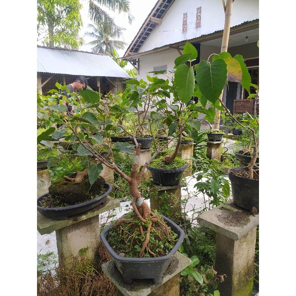 Jual Bonsai Bodhi Pupus Merah Ficus Religiosa Usia 10 12 Tahun Shopee