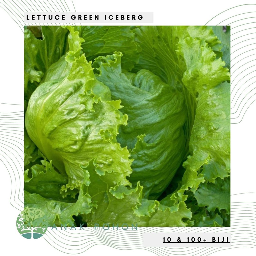 Jual Benih Bibit Biji Lettuce Green Iceberg Seeds Selada Dengan