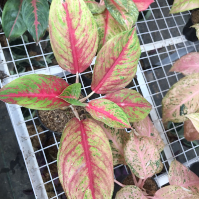 Jual Aglaonema Red Krakatau Shopee Indonesia