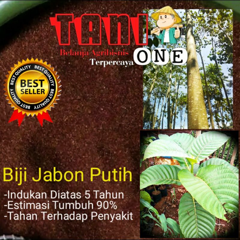 Jual Benih Biji Jabon Jabun Putih Berkwalitas Netto Gram Shopee