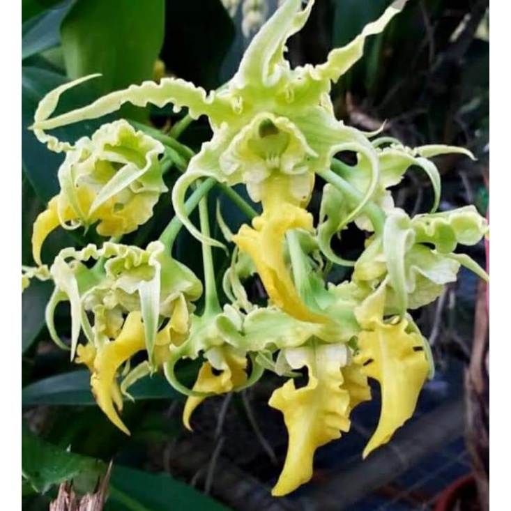 Jual Anggrek Keki Dendrobium Spectabile Var Aureum Hybrid Shopee