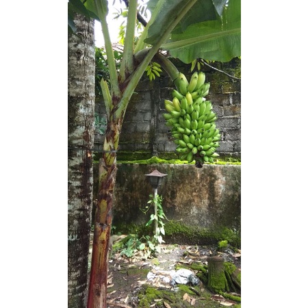 Jual Pisang Murlin Barlin Bibit Dari Dongkelan Shopee Indonesia