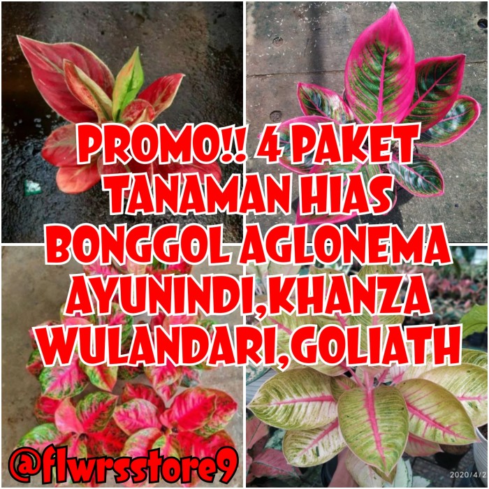 Jual PROMO 4 PAKET BONGGOL AGLONEMA AYUNINDI KHANZA WULANDARI GOLIATH