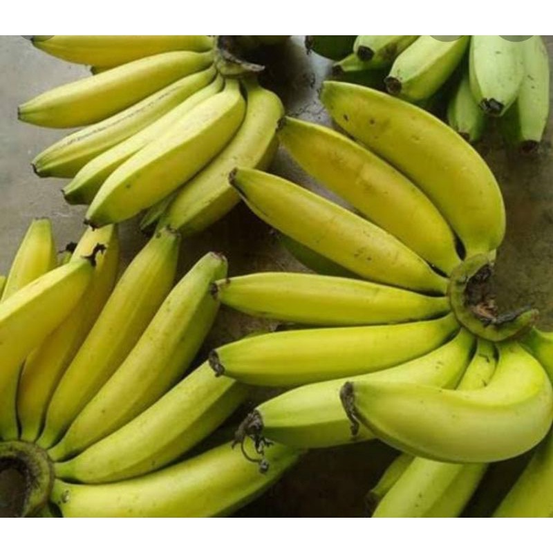 Jual Pisang Ambon Lumut Pisang Ambon Ijo Buah Pisang Nuri Fruits Buah