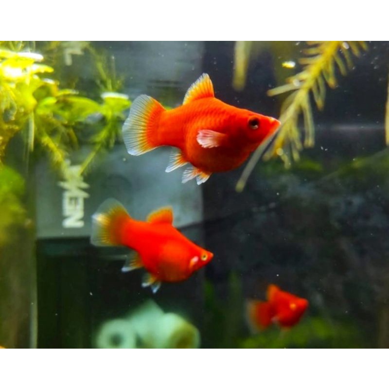 Jual Platy RED CORAL Ikan Hias Aquascape Aquarium Shopee Indonesia