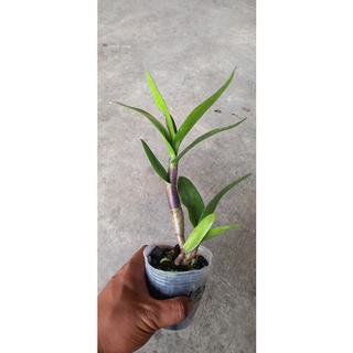 Jual Anggrek Dendrobium Melintir Pra Dewasa Batang Hitam Silangan